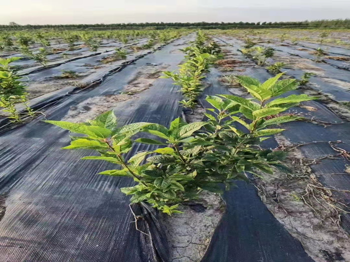 防草布如何铺设